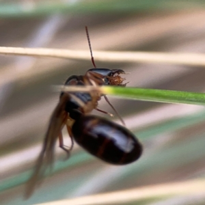 Camponotus sp. (genus) at Dawson Street Gardens - 29 Feb 2024