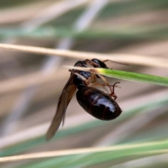 Camponotus sp. (genus) at Dawson Street Gardens - 29 Feb 2024