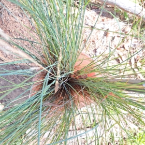 Poa labillardierei at Mount Majura - 1 Mar 2024