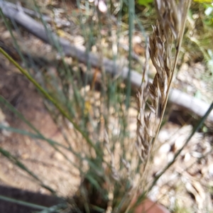 Poa labillardierei at Mount Majura - 1 Mar 2024