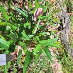 Hardenbergia violacea (False Sarsaparilla) at Mount Majura - 1 Mar 2024 by abread111
