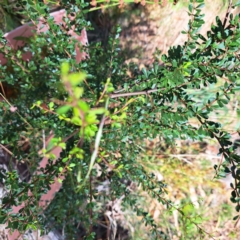 Bursaria spinosa subsp. spinosa (Blackthorn, Boxthorn) at Mount Majura - 1 Mar 2024 by abread111