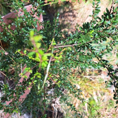 Bursaria spinosa subsp. spinosa (Blackthorn, Boxthorn) at Mount Majura - 1 Mar 2024 by abread111