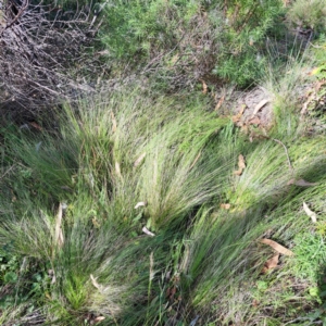 Nassella trichotoma at Mount Majura - 1 Mar 2024