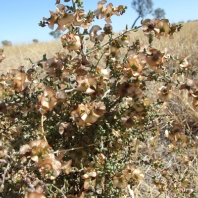 Maireana rohrlachii (Rohrlach's Bluebush) at Morton Plains, VIC - 28 Mar 2009 by WendyEM