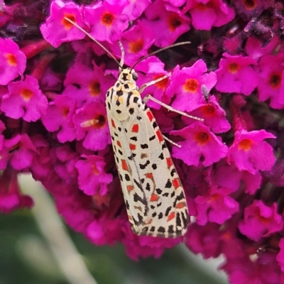 Utetheisa pulchelloides (Heliotrope Moth) at QPRC LGA - 1 Mar 2024 by MatthewFrawley