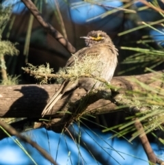 Caligavis chrysops (Yellow-faced Honeyeater) at Penrose - 25 Feb 2024 by Aussiegall