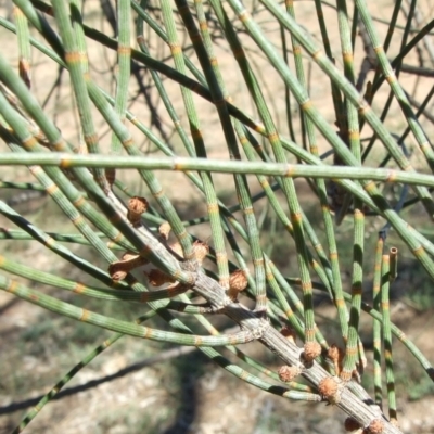 Allocasuarina luehmannii (Bulloak) at Morton Plains, VIC - 28 Mar 2009 by WendyEM