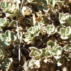 Unidentified Other Shrub at Morton Plains, VIC - 28 Mar 2009 by WendyEM