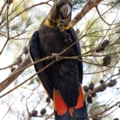 Calyptorhynchus lathami lathami (Glossy Black-Cockatoo) at Wingecarribee Local Government Area - 27 Feb 2024 by Aussiegall