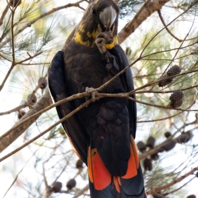 Calyptorhynchus lathami (Glossy Black-Cockatoo) at Wingecarribee Local Government Area - 27 Feb 2024 by Aussiegall