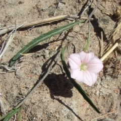 Convolvulus remotus (Grassy Bindweed) at Morton Plains, VIC - 28 Mar 2009 by WendyEM