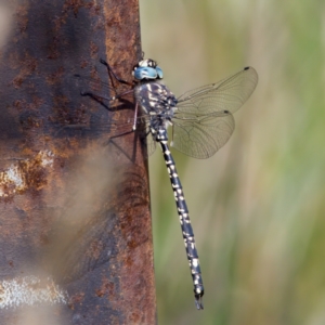 Austroaeschna parvistigma at Gibraltar Pines - 28 Feb 2024