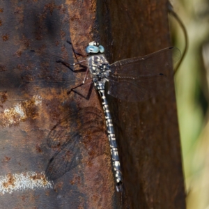 Austroaeschna parvistigma at Gibraltar Pines - 28 Feb 2024 11:12 AM