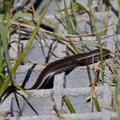 Acritoscincus duperreyi (Eastern Three-lined Skink) at Tharwa, ACT - 28 Feb 2024 by KorinneM
