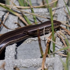 Acritoscincus duperreyi at Gibraltar Pines - 28 Feb 2024