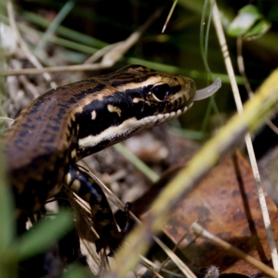 Eulamprus heatwolei (Yellow-bellied Water Skink) at Cotter River, ACT - 28 Feb 2024 by KorinneM