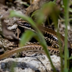 Eulamprus heatwolei at Namadgi National Park - 28 Feb 2024