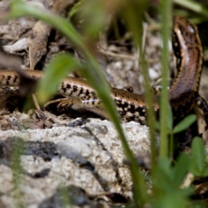 Eulamprus heatwolei at Namadgi National Park - 28 Feb 2024