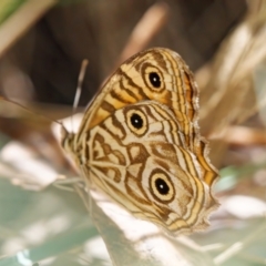 Geitoneura acantha (Ringed Xenica) at Paddys River, ACT - 1 Mar 2024 by RomanSoroka