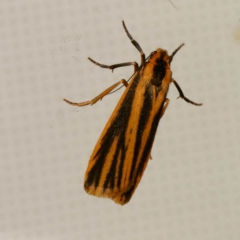 Phaeophlebosia furcifera (Forked Footman) at Harrison, ACT - 29 Feb 2024 by DPRees125