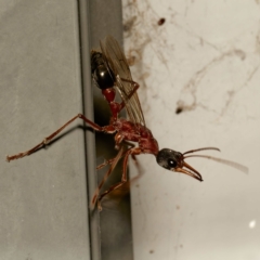 Myrmecia nigriceps (Black-headed bull ant) at Harrison, ACT - 29 Feb 2024 by DPRees125