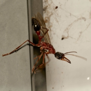 Myrmecia nigriceps at Harrison, ACT - 29 Feb 2024 09:23 PM