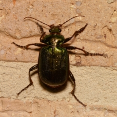 Calosoma schayeri (Green caterpillar hunter) at Harrison, ACT - 28 Feb 2024 by DPRees125