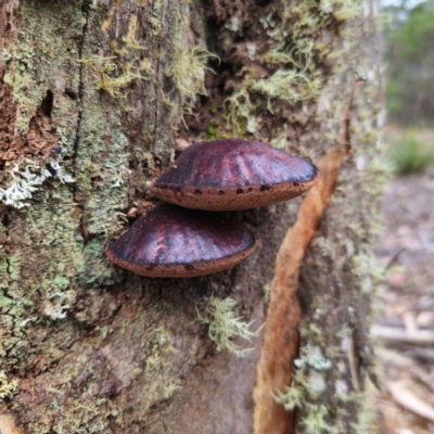 Fistulina sp. (A Beefsteak fungus) at Tallaganda State Forest - 1 Mar 2024 by Csteele4