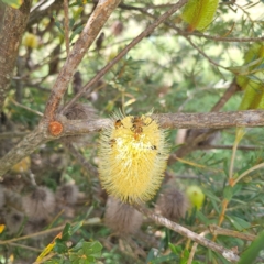 Banksia marginata (Silver Banksia) at QPRC LGA - 1 Mar 2024 by Csteele4