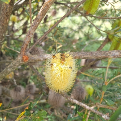 Banksia marginata (Silver Banksia) at QPRC LGA - 1 Mar 2024 by Csteele4