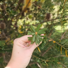 Banksia marginata at QPRC LGA - 1 Mar 2024