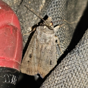 Agrotis infusa at QPRC LGA - 29 Feb 2024