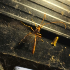 Ichneumonidae (family) (Unidentified ichneumon wasp) at QPRC LGA - 29 Feb 2024 by Csteele4