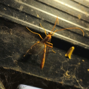 Ichneumonidae (family) at QPRC LGA - suppressed