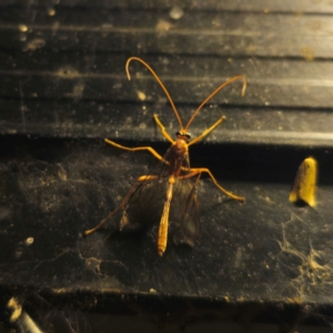 Ichneumonidae (family) at QPRC LGA - suppressed