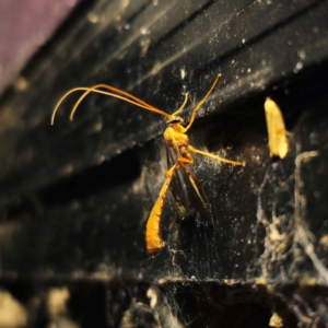 Ichneumonidae (family) at QPRC LGA - suppressed