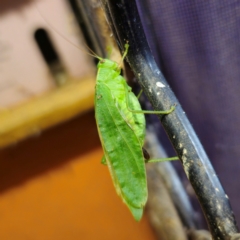 Caedicia simplex (Common Garden Katydid) at QPRC LGA - 29 Feb 2024 by Csteele4