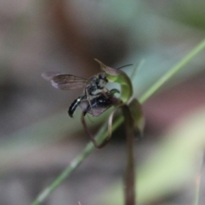 Thynninae (subfamily) at QPRC LGA - 1 Mar 2024 04:35 PM