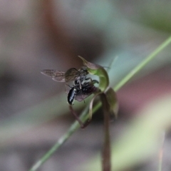 Thynninae (subfamily) at QPRC LGA - 1 Mar 2024 04:35 PM