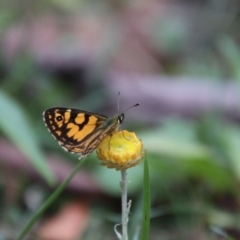 Oreixenica lathoniella at QPRC LGA - 1 Mar 2024