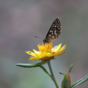 Oreixenica lathoniella at QPRC LGA - 1 Mar 2024