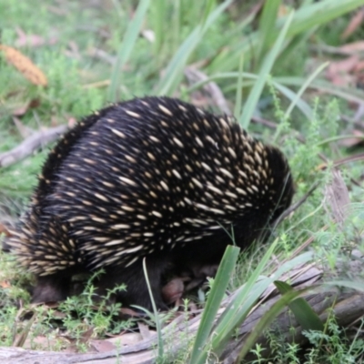 Tachyglossus aculeatus (Short-beaked Echidna) at Harolds Cross, NSW - 1 Mar 2024 by Csteele4