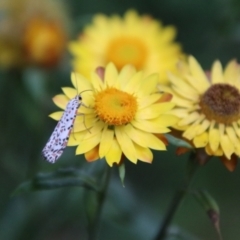 Utetheisa pulchelloides (Heliotrope Moth) at Tallaganda State Forest - 1 Mar 2024 by Csteele4