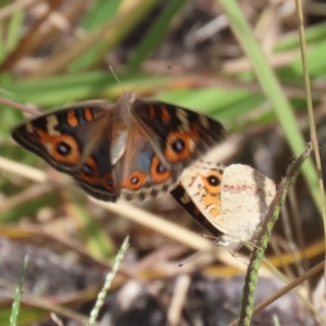 Junonia villida at Coombs Ponds - 1 Mar 2024 11:55 AM