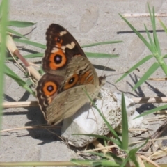 Junonia villida at Coombs Ponds - 1 Mar 2024