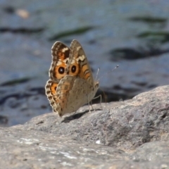 Junonia villida at Coombs Ponds - 1 Mar 2024 11:55 AM