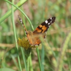 Vanessa kershawi (Australian Painted Lady) at Coombs, ACT - 1 Mar 2024 by RodDeb