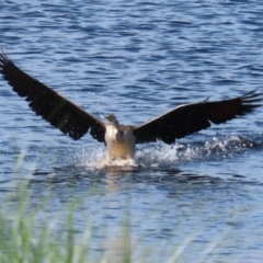 Anhinga novaehollandiae at Coombs Ponds - 1 Mar 2024