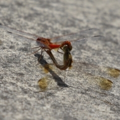 Diplacodes haematodes (Scarlet Percher) at Coombs, ACT - 1 Mar 2024 by RodDeb